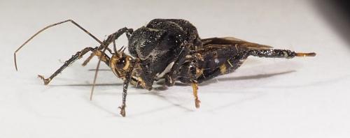 Réf. 303 150 : Notocyrtus gibbus